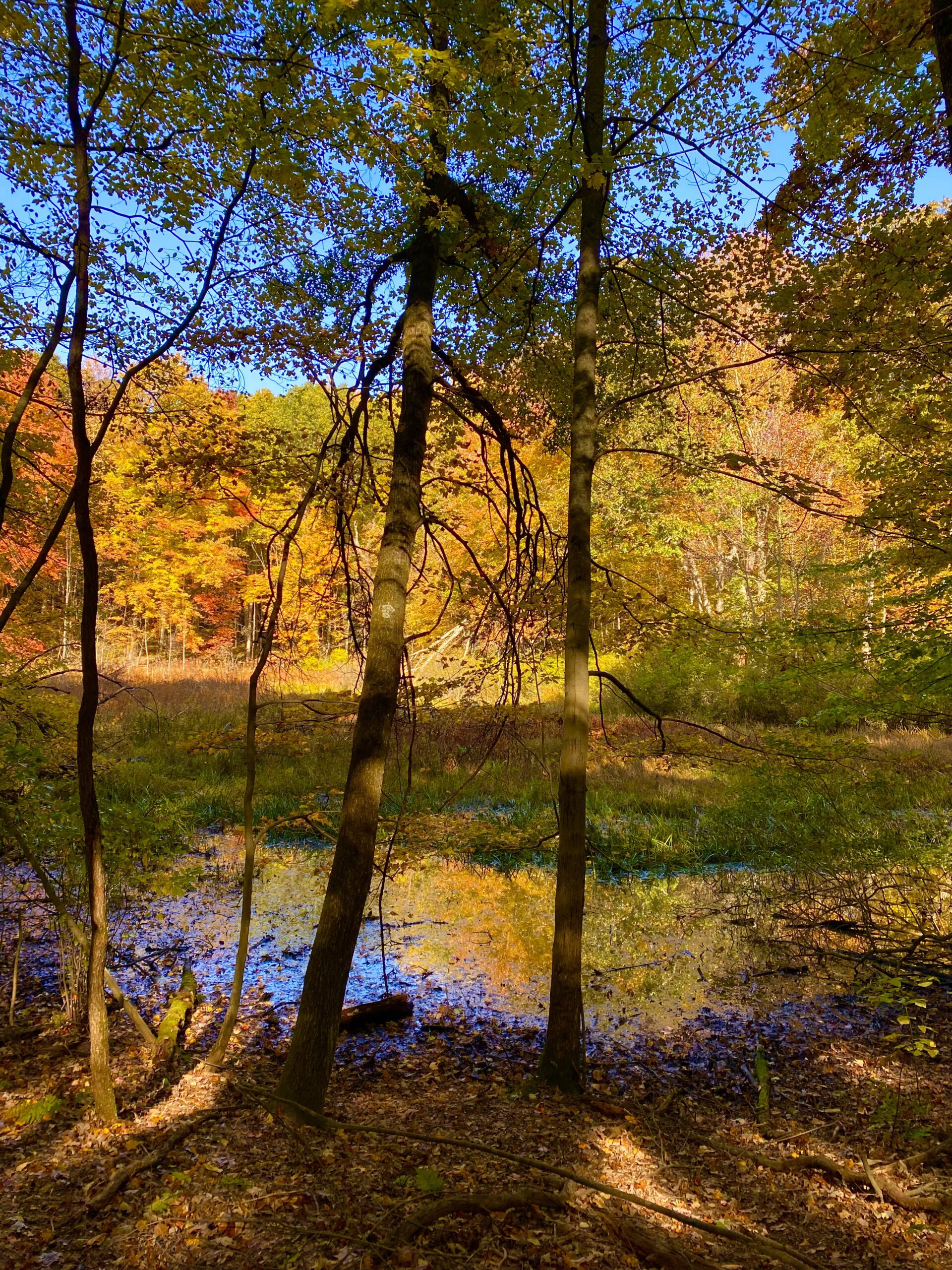 IMG_4963 Upper Peninsula Autumn